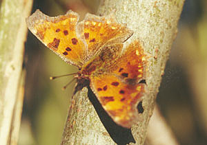 Rusaka ceik - Polygonia c-album