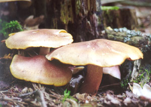 Rycerzyk czerwonozoty (Tricholomopsis rutilans)