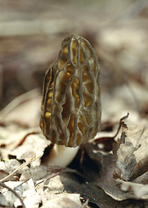 Smardz stokowaty - Morchella conica