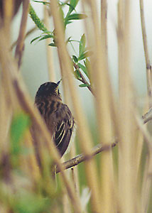 Tamaryszka - Acrocephalus melanopogon