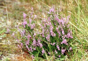 Wrzos zwyczajny - Calluna vulgaris