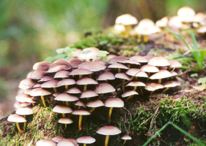 Grzybwka czysta (Mycena pura)