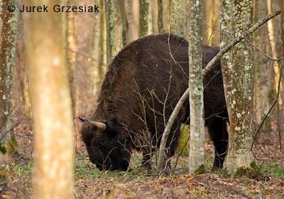 zdjcie ubra na wolnoci