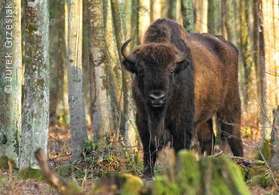 Żubr - Bison bonasus Żubr - Bison bonasus