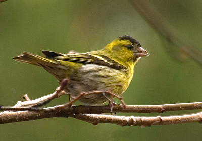 Czy - Carduelis spinus