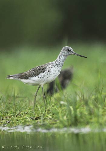 Kwokacz Kwokacz - Tringa nebularia