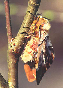 Nasierszyca - Endromis versicolora