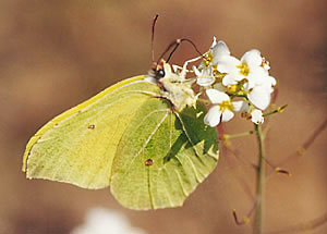 Listkowiec cytrynek - Gonepteryx rhamni