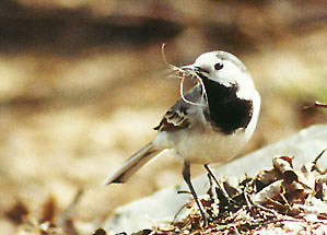 Pliszka siwa - Motacilla alba
