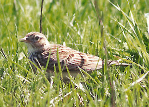 Skowronek polny - Alauda arvensis