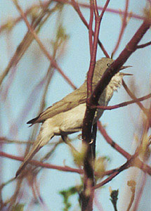 ozwka - Acrocephalus palustris