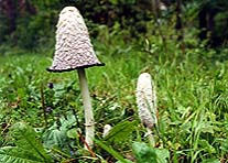 Czernidlak kopakowaty - Coprinus comatus