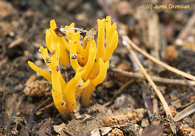 Gaziak strojny - Ramaria formosa