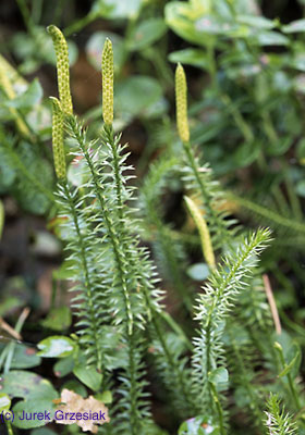 Widak jaowcowaty - Lycopodium annotinum