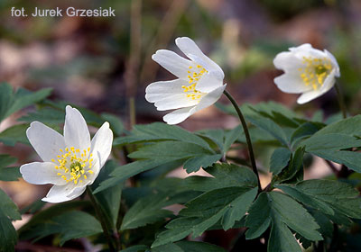 Zawilec gajowy - Anemone nemorsa