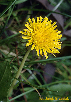 Mniszek pospolity - Taraxacum officinale