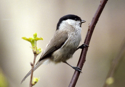 Sikora uboga - Parus palustrlis