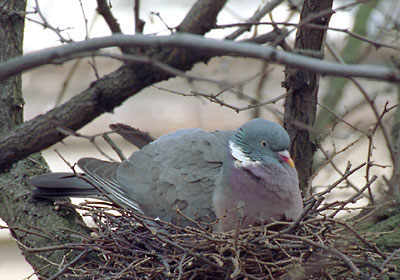 Grzywacz - Columba palumbus