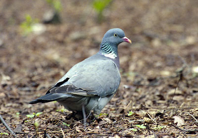 Grzywacz - Columba palumbus