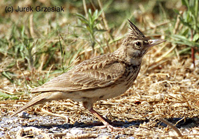 Dzierlatka - Galerida cristata