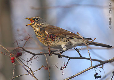 Kwiczo - Turdus pilaris