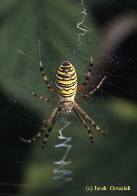 Tygrzyk paskowany - Argiope bruennichi