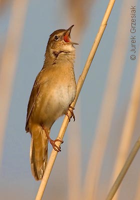 Brzęczka - Locustella luscinioides Brzęczka - Locustella luscinioides
