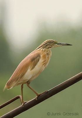 Czapla modronosa - Ardeola ralloides