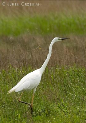 Czapla biaa - Egretta alba