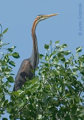 Czapla purpurowa - Ardea purpurea