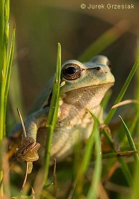 Rzekotka drzewna - Hyla arboreta