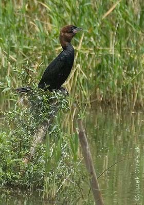 Kormoran mały - Phalacrocorax pygmaeus Kormoran mały - Phalacrocorax pygmaeus