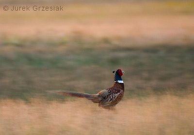 Baant - Phasianus colchicus