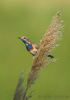 Podróżniczek - Luscinia svecica cyanecula Podróżniczek - Luscinia svecica cyanecula