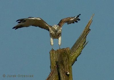 fotografia przyrodnicza gadoera