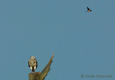 Gadoer - Circaetus gallicus