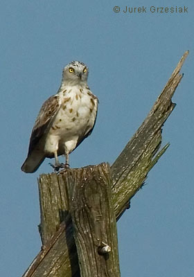 Gadoer - Circaetus gallicus