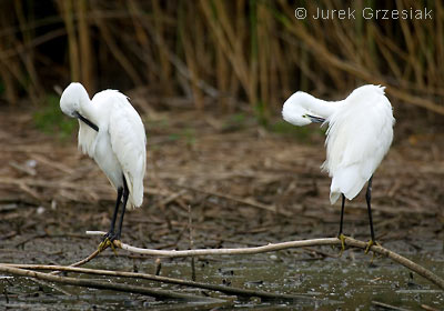 Czapla nadobna - Egretta garzetta