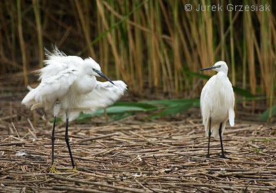 Czapla nadobna - Egretta garzetta Czapla nadobna - Egretta garzetta