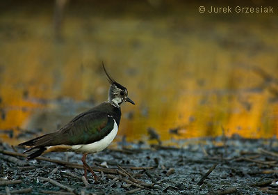 Czajka - Vanellus vanellus