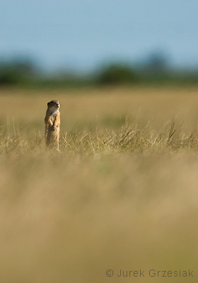 Suseł moręgowany - Spermophilus citellus Suseł moręgowany - Spermophilus citellus
