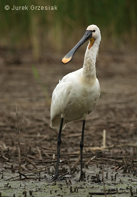 Warzcha - Platalea leucorodia