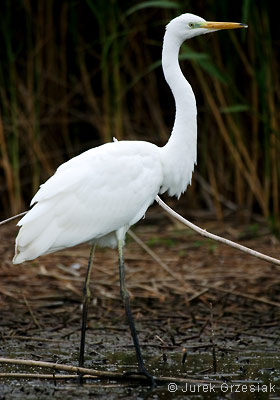 Czapla biaa - Egretta alba