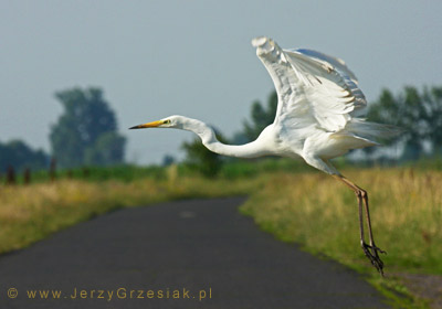 Czapla biaa - Egretta alba