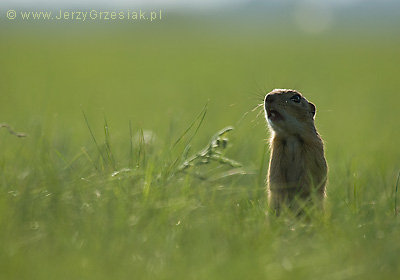 suse podczas gwizdania