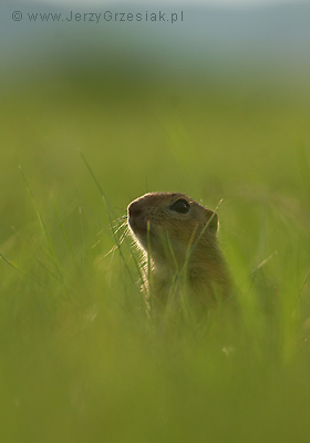 Suse morgowany - Spermophilus citellus