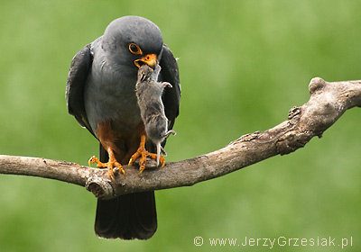 Kobczyk - Falco vespertinus Kobczyk - Falco vespertinus