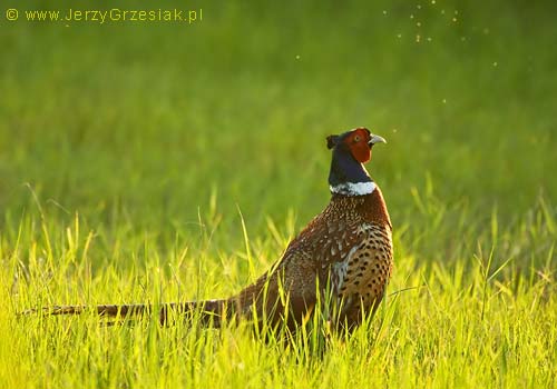 Bażant - Phasianus colchicus Bażant - Phasianus colchicus