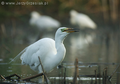 Czapla biaa - Egretta alba