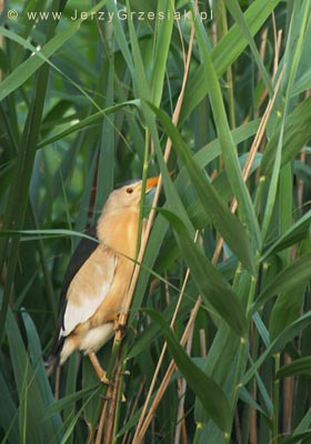 bczek - ixobrychus minutus